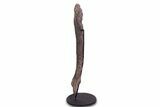 Fossil Sauropod (Camarasaurus) Femur with Metal Stand - Colorado #335471-3